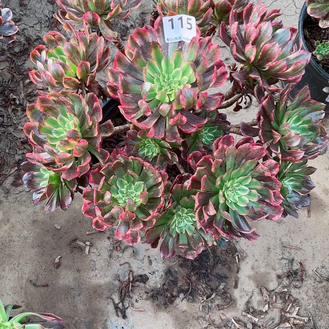 无花朵多肉植物115