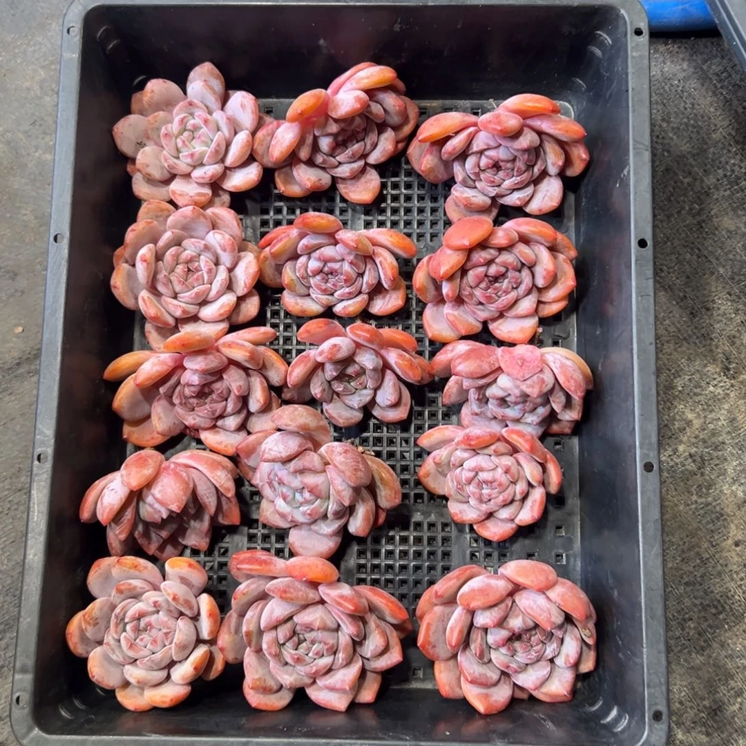 15个橙梦露不周正有瑕疵000000000