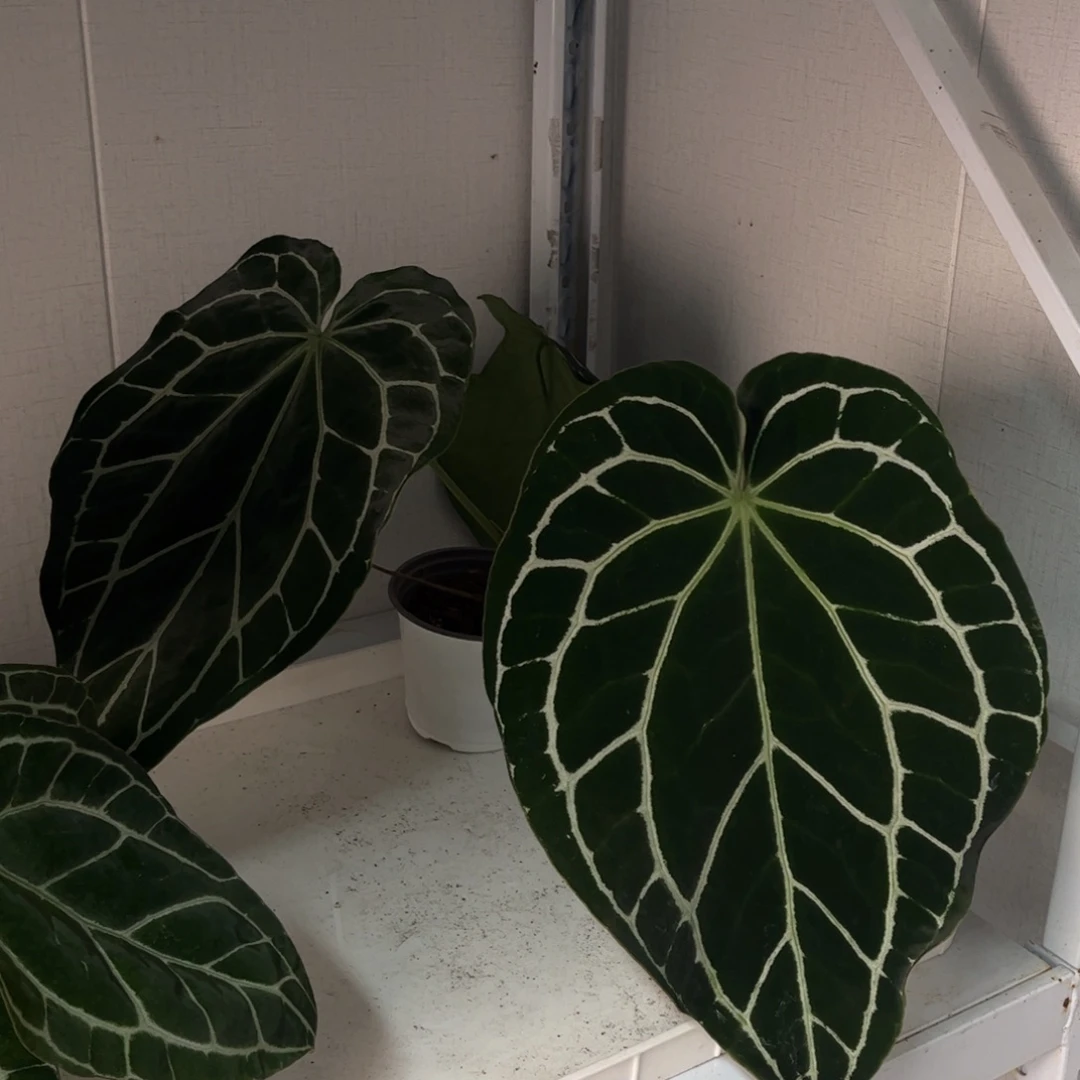 无花朵黑水晶4567