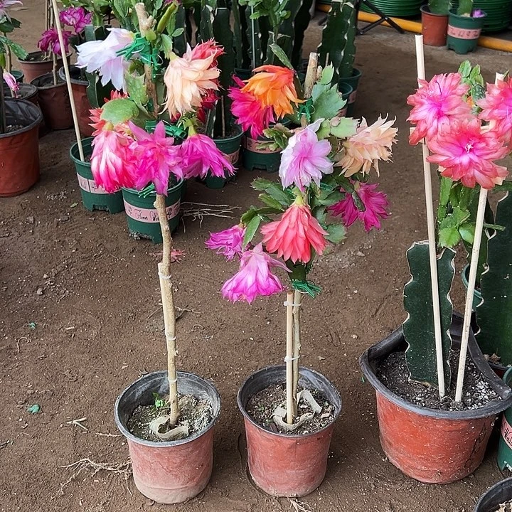 阿***甘订制叶仙嫁接一层七色重瓣两颗带花架（不支持退换）