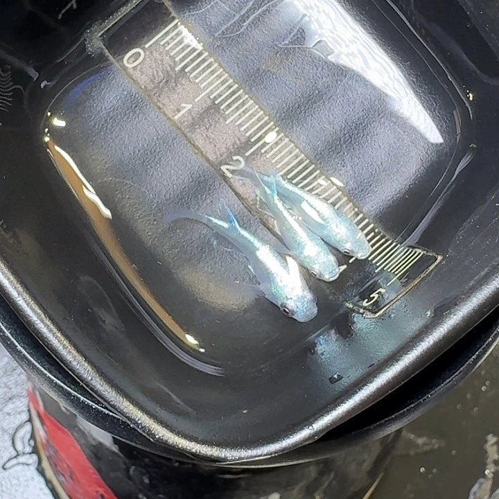 青鳉鱼104号拍品银短球