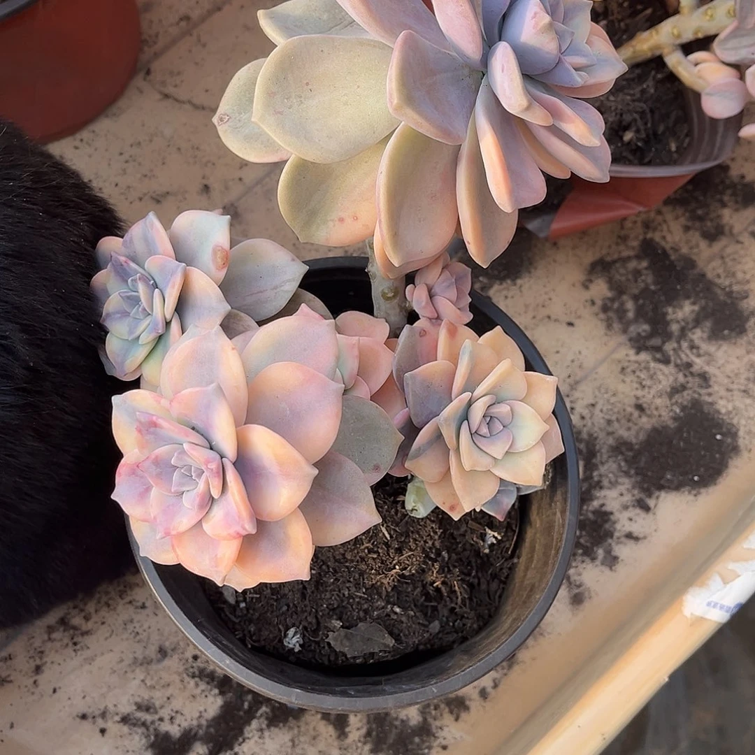 笑*书多肉植物紫乐景C2