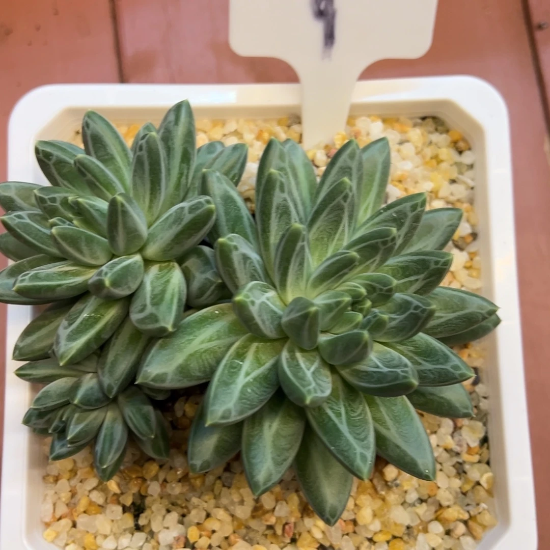 青花瓷多肉植物一物一拍