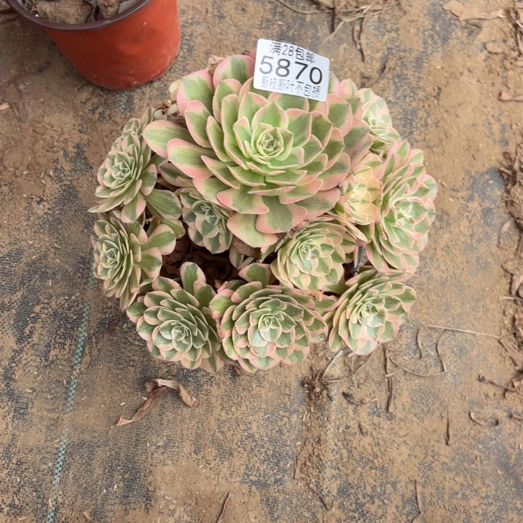小***桥K 5870云和多肉？baaed