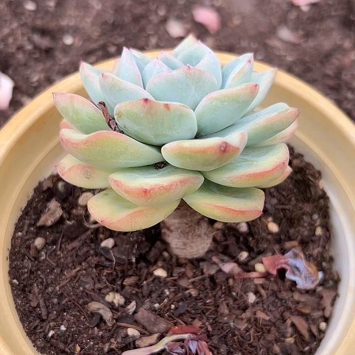 无花朵泡芙老桩。