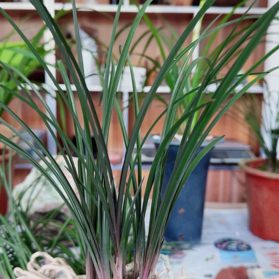 麦***兜当前无花栽培后可以开花