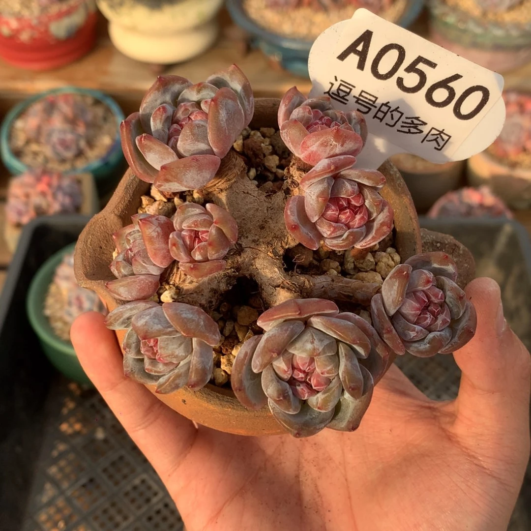 A0560 红宝石星影小树 有砍 9cm