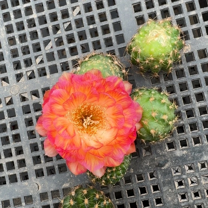 204丽花美花3有斑歪3公分左右无根侧牙