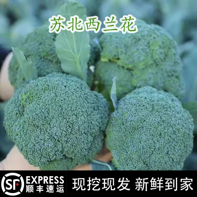 【顺丰包邮】苏北农家西兰花 绿花菜花椰菜菜花轻食时令蔬菜现摘