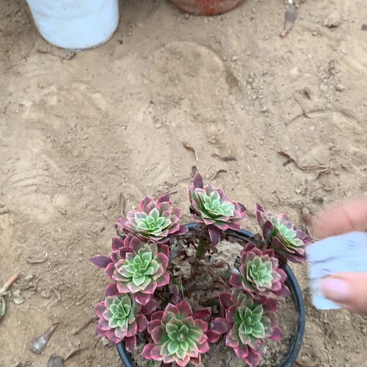 148朝霞小绣球1号棚