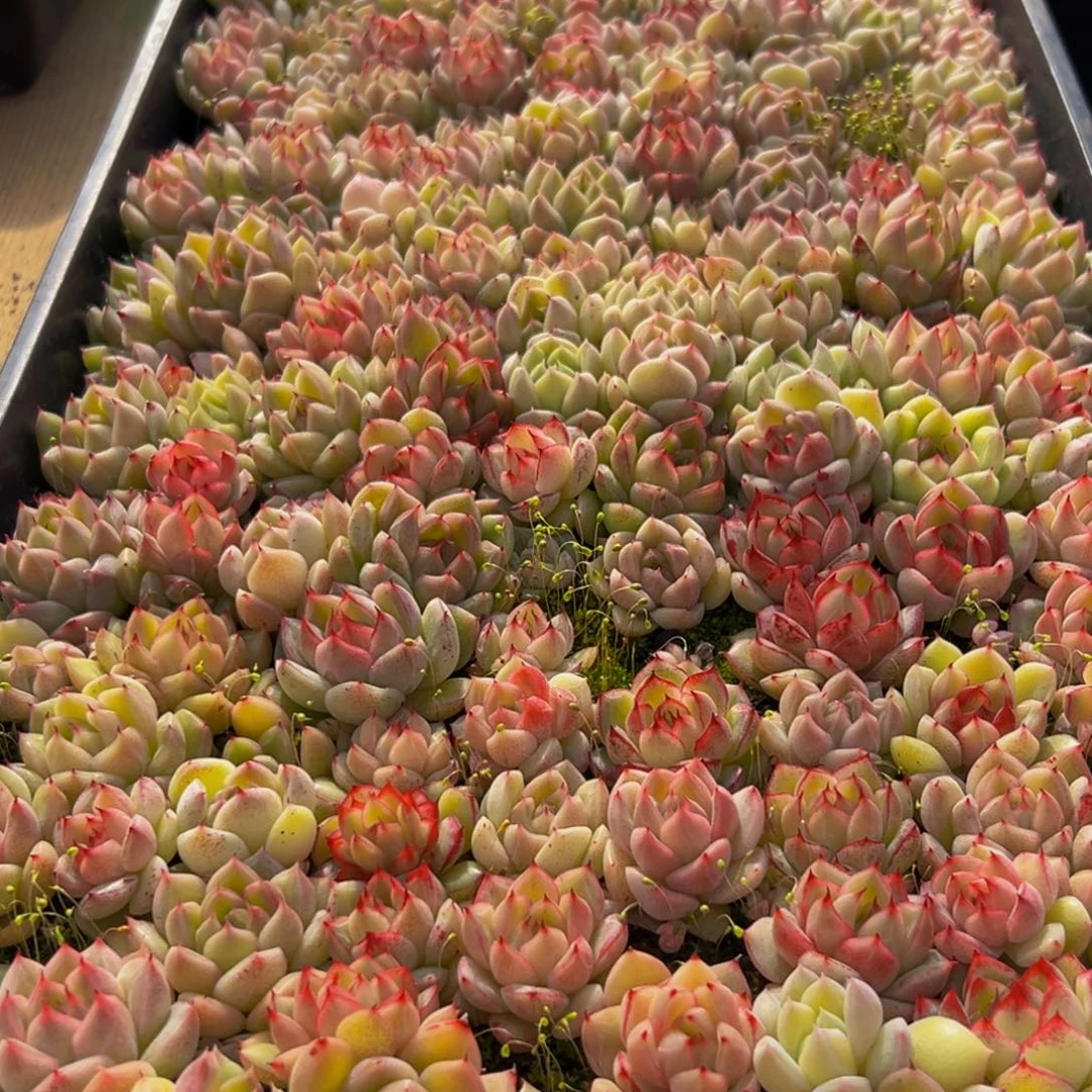 880多肉葡萄的味道真的是