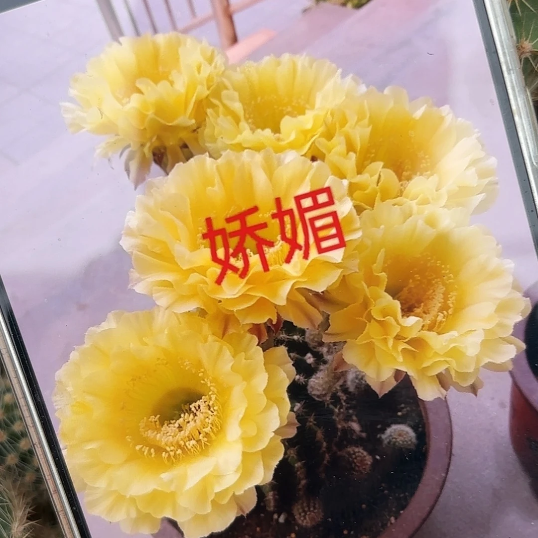 娇媚彩4-5公分侧牙20包邮