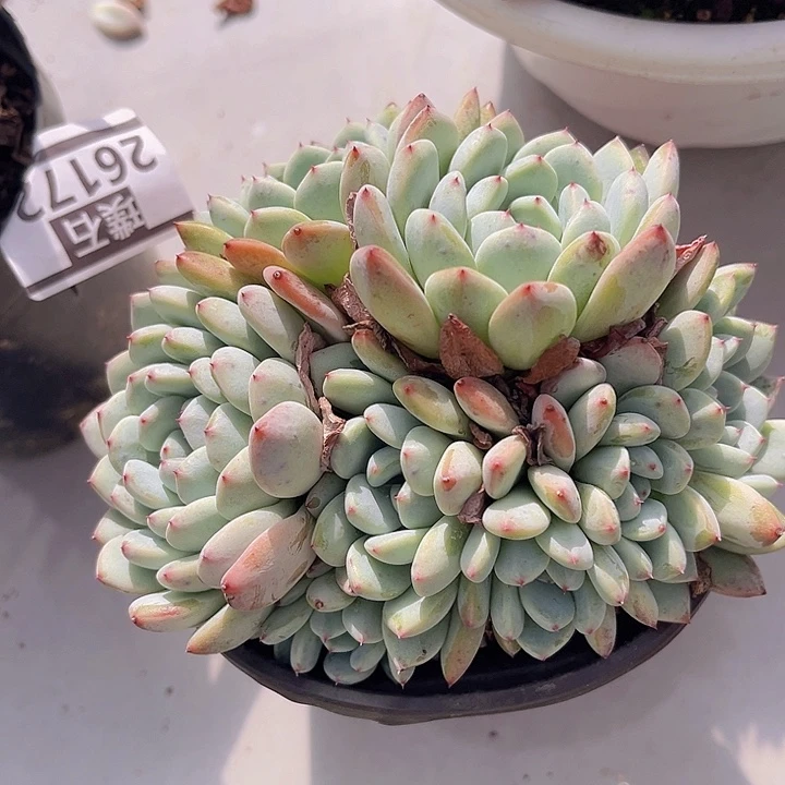 雪爪27134多肉植物
