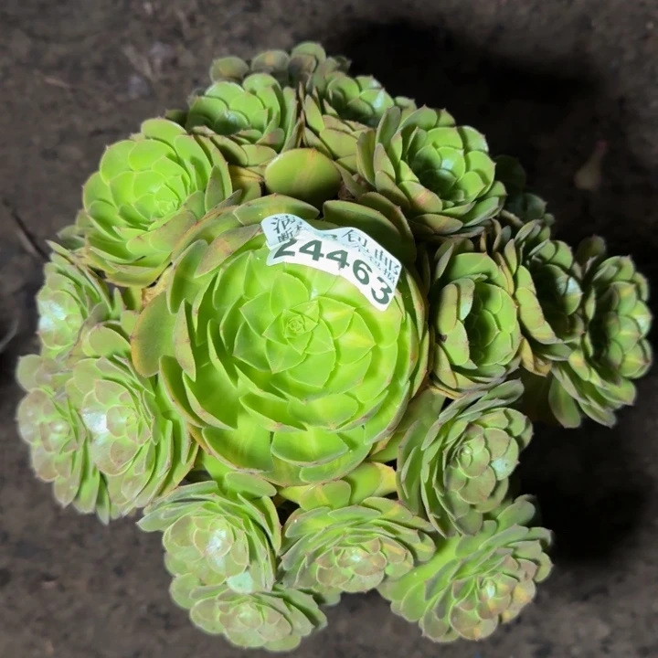24463南抹茶多肉植物
