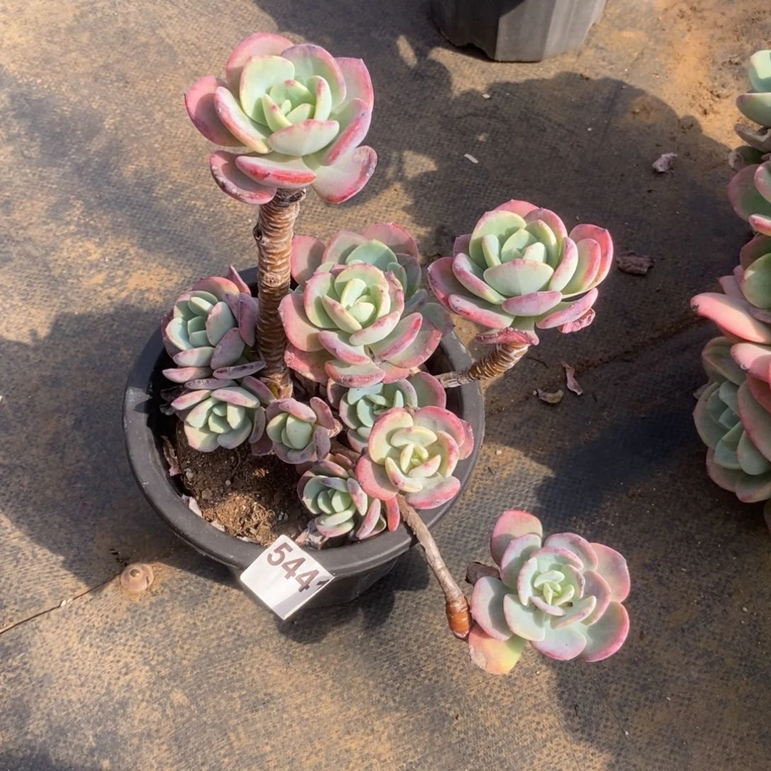 5441白月光一物一拍