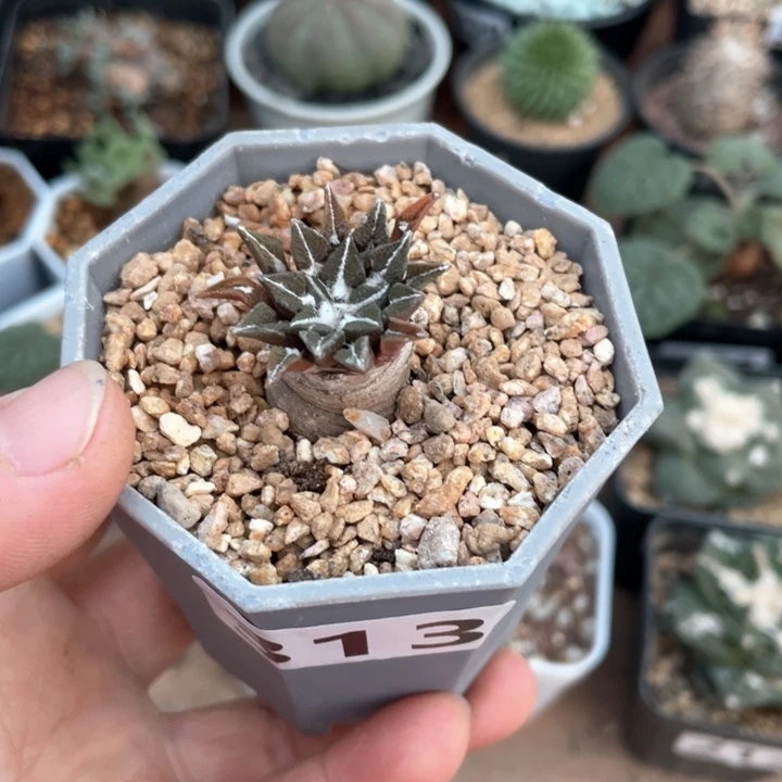 偶****～313实生黑牡丹仙人球