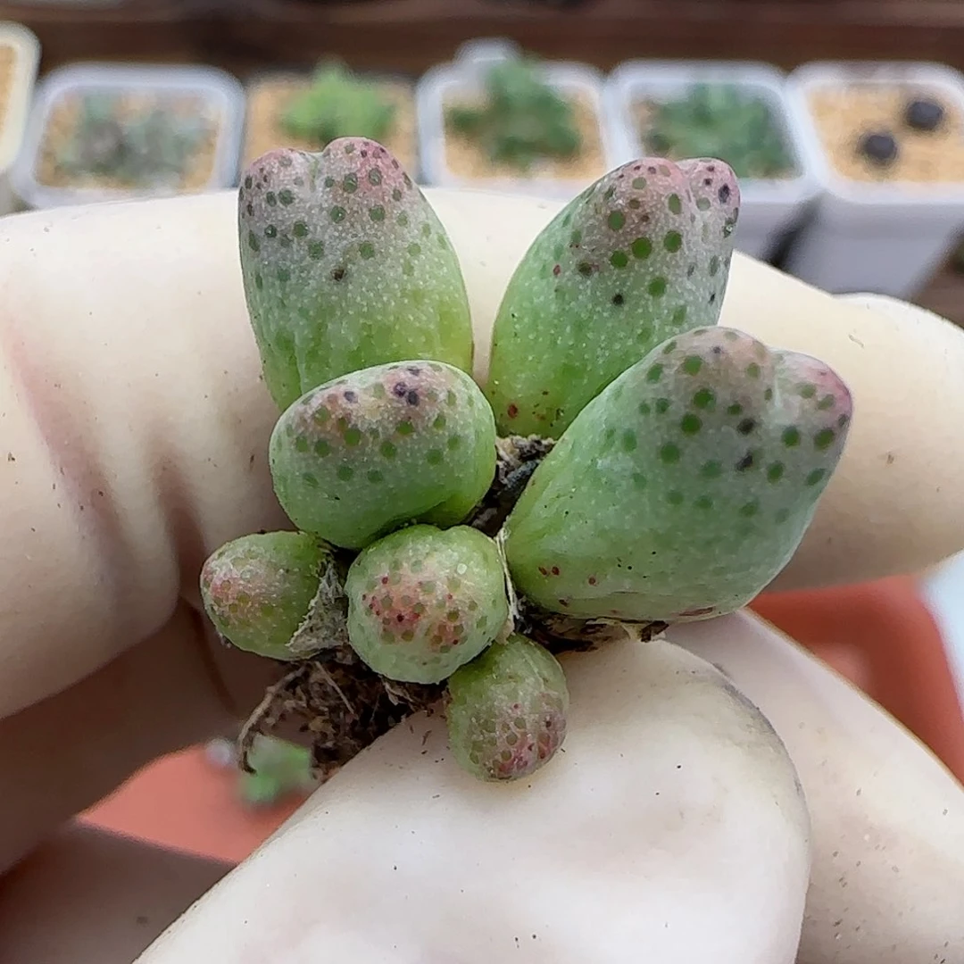 539编号125-1龙猫