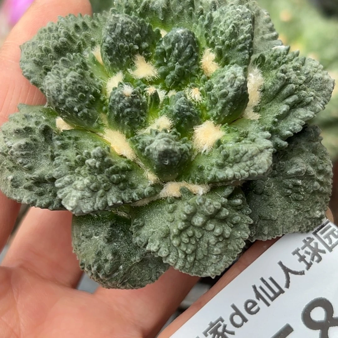 158 晾一个月上盆