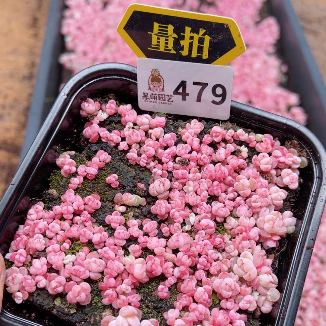 多肉植物多肉植物