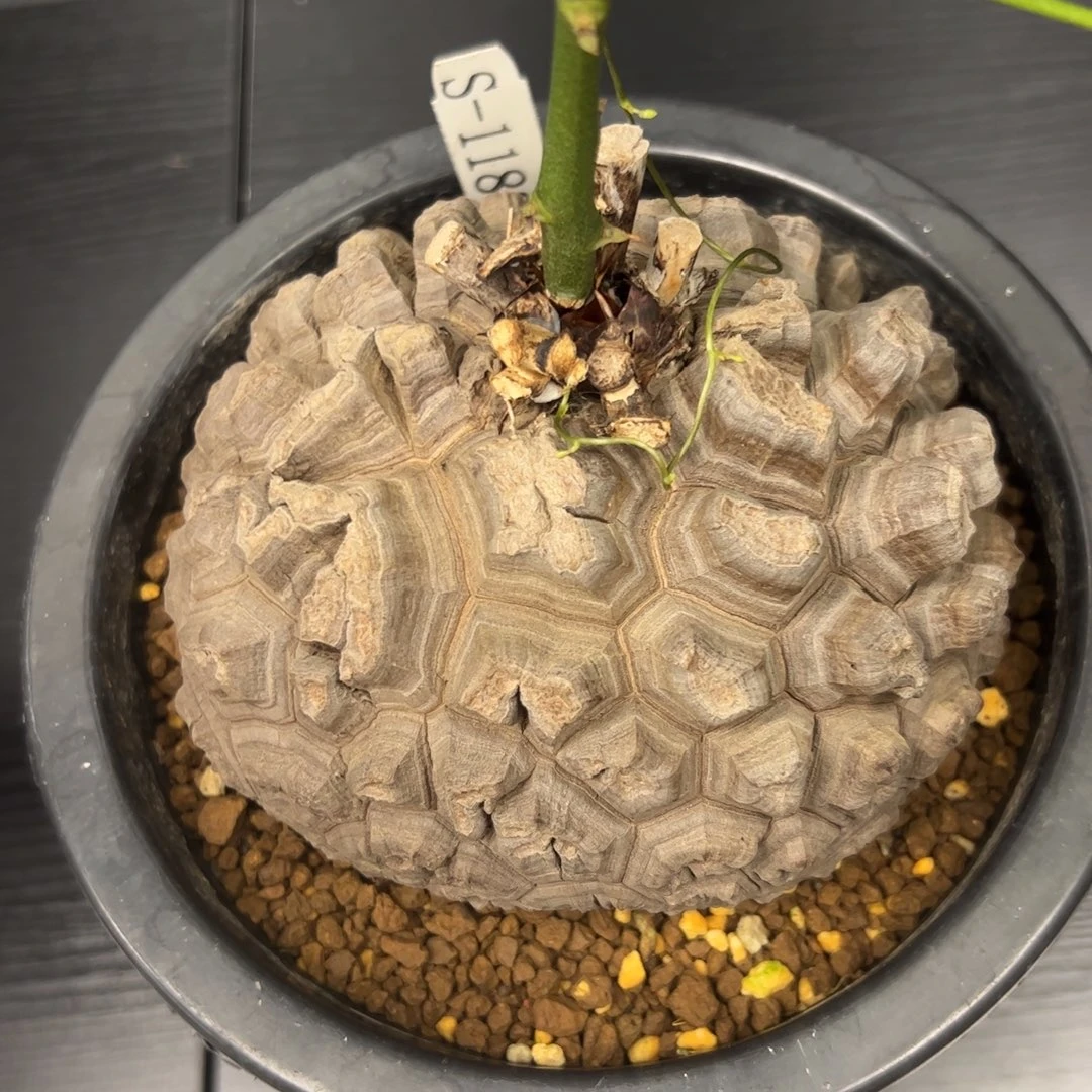 精品盆栽养定龟甲龙1188号