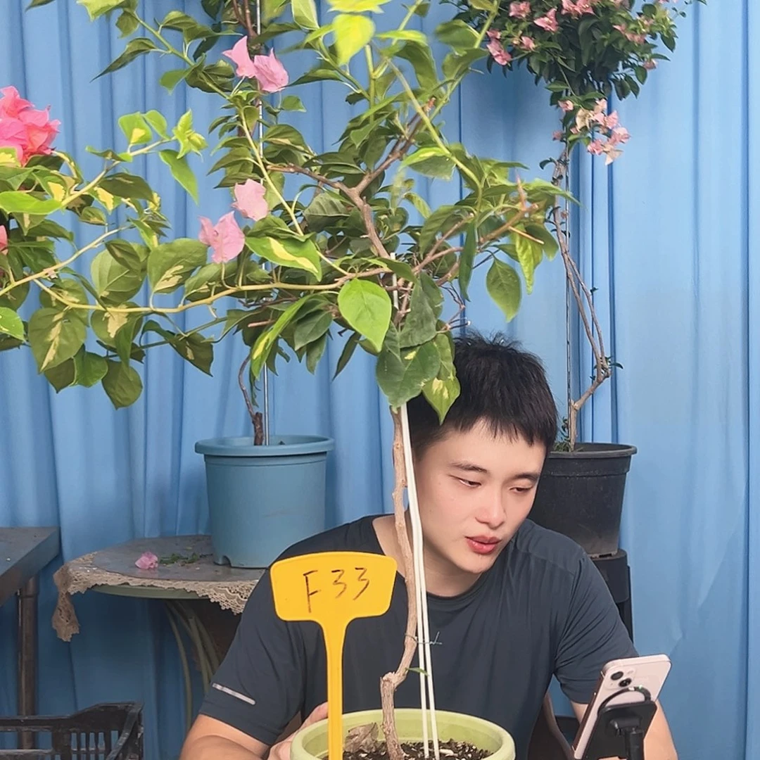 宇***宸当前无花栽培后可以开花F33橙白