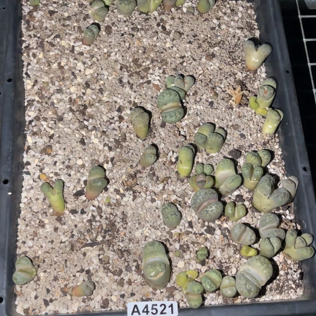 ****儿4521福利筐1不售后