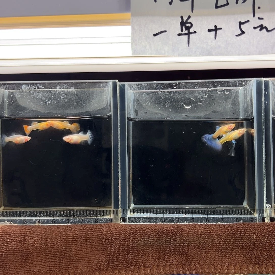 白***天孔雀鱼红尘两对➕蓝白一对