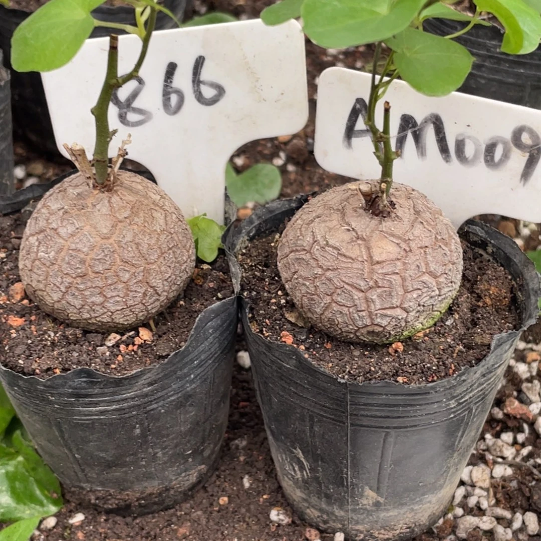 拉***那龟甲龙，2个，不退不换