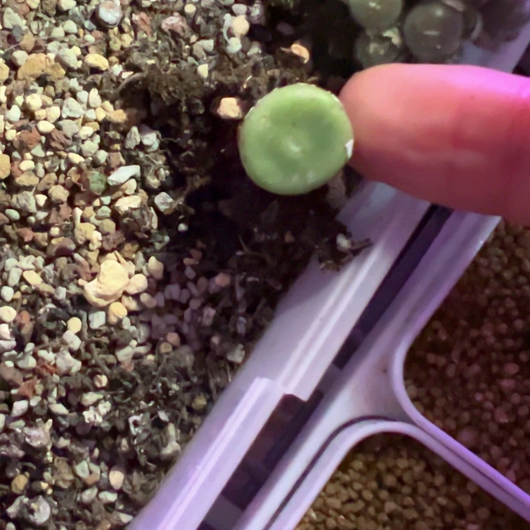 糖****豆豆豆专拍 肉锥植物