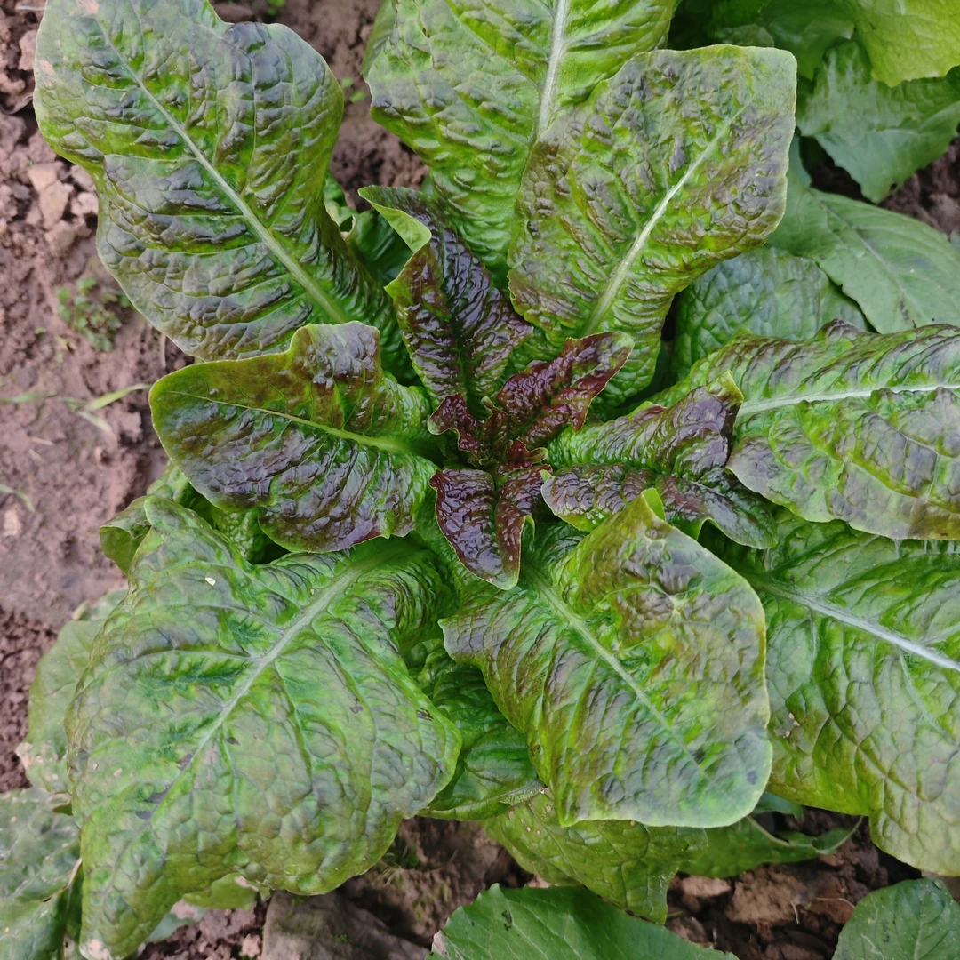 《雾都幺妹》重庆露天种植莴笋农家自种新鲜蔬菜现采现发清脆爽口