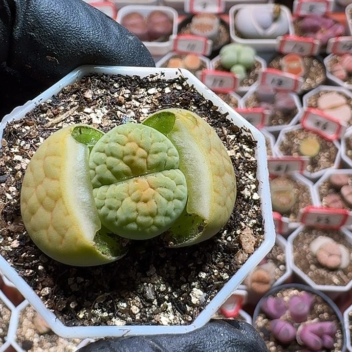 用****6生石花233:：：。  78