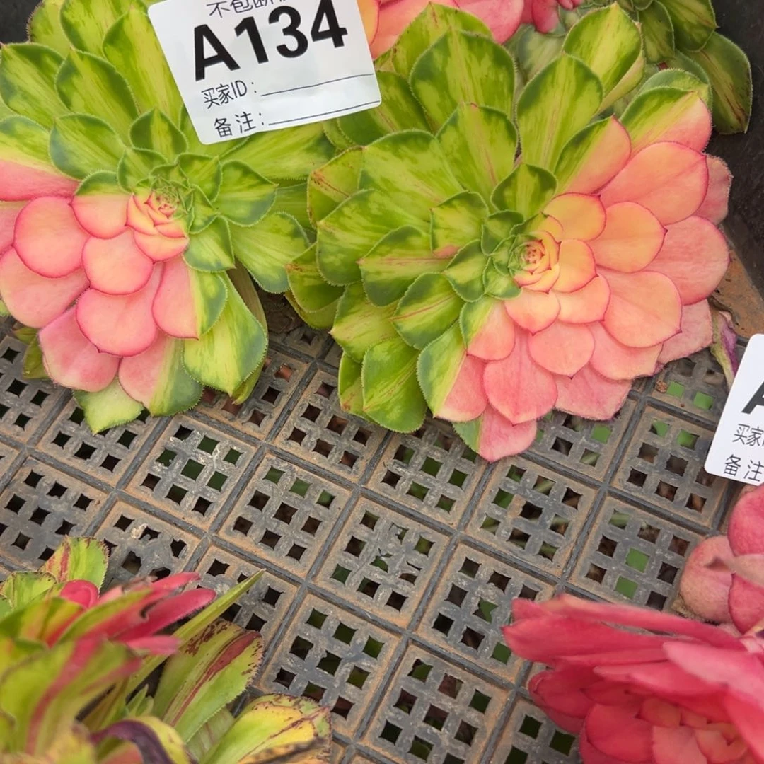 野**生精品多肉植物134