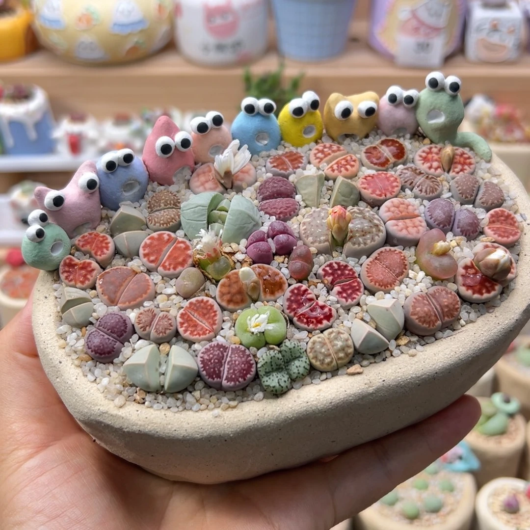 多肉植物66号彩色