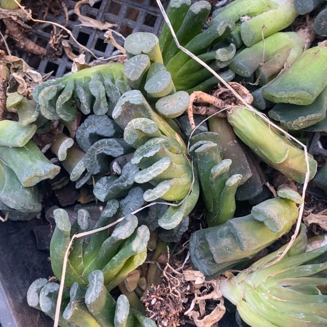 1713 一颗实生玉扇。