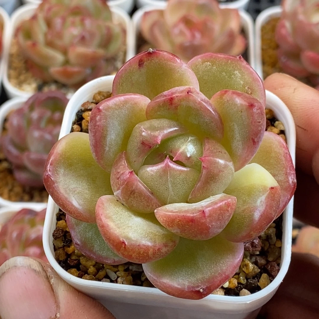 天官赐福百无禁忌