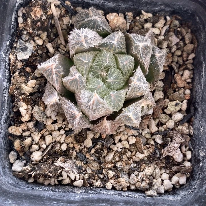 梦露一颗。 随机发货。    福利。