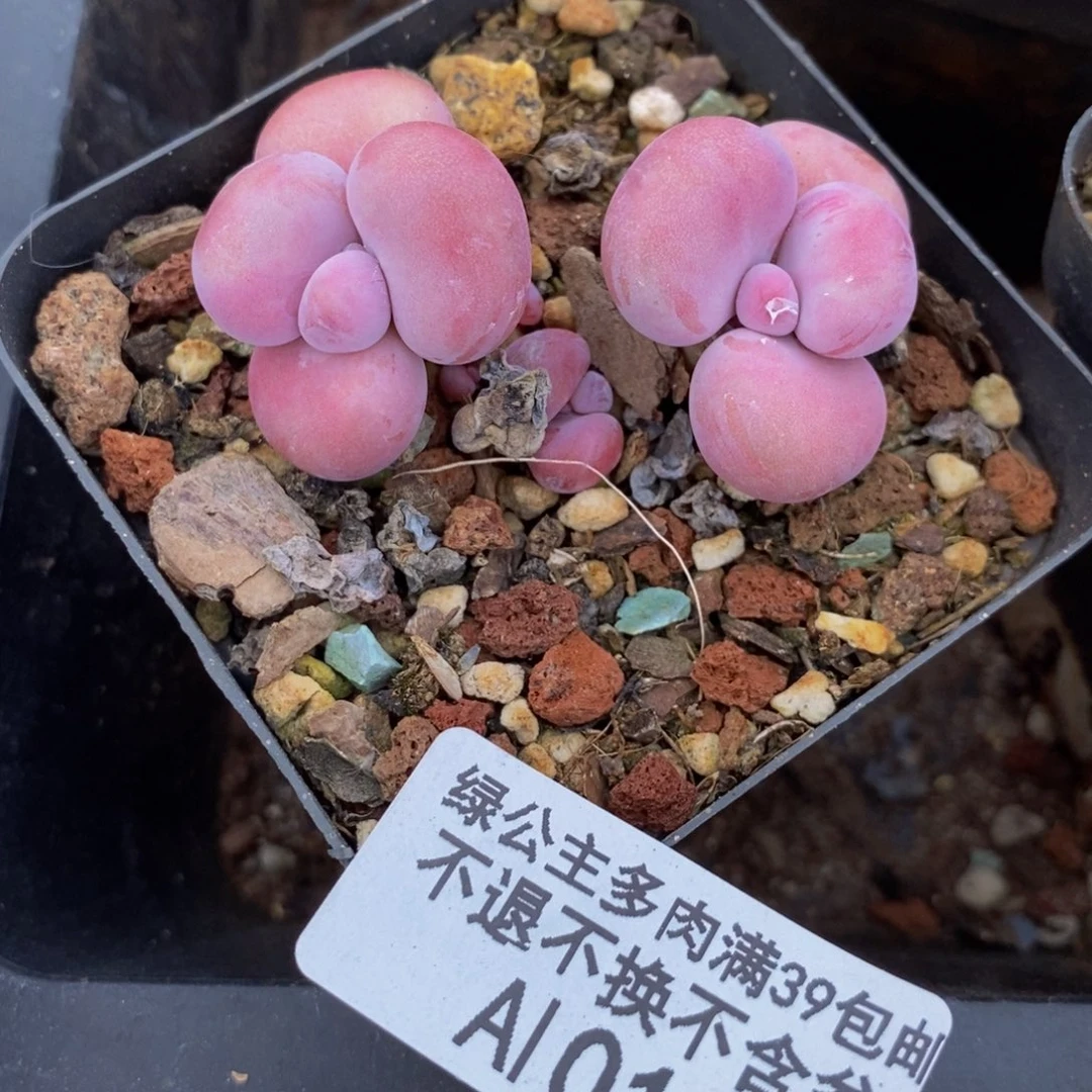 腰子桃蛋016/5c m多肉