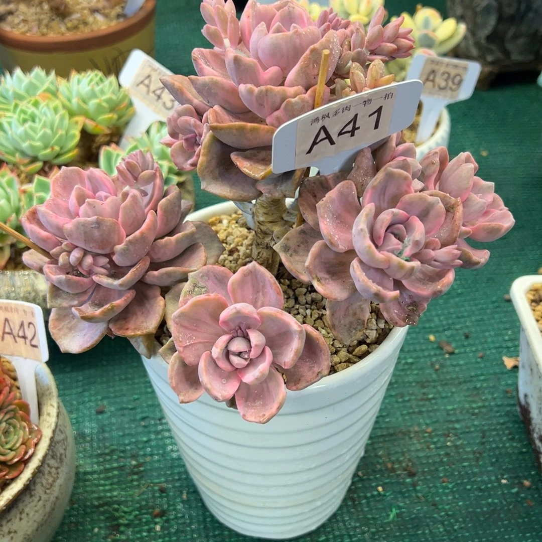 无花朵彩虹糖，，，，，，，，，，，，，，，，