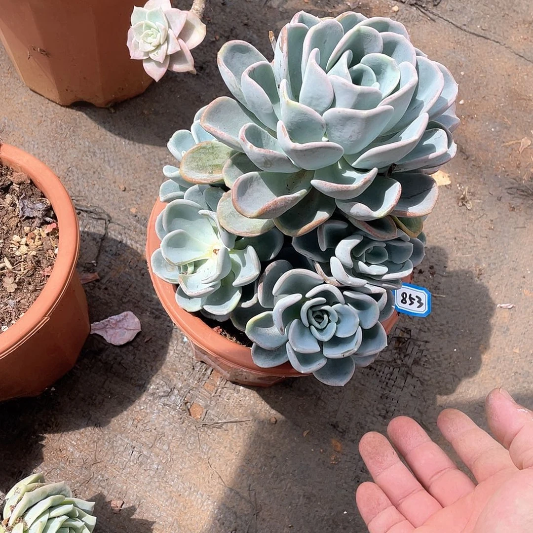 853美尻 一物一拍多肉