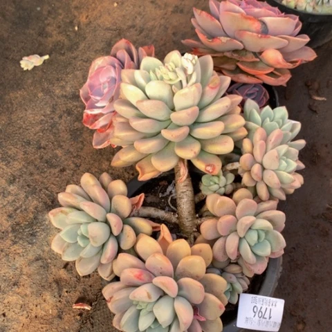 启****g1796花斑鹿多肉