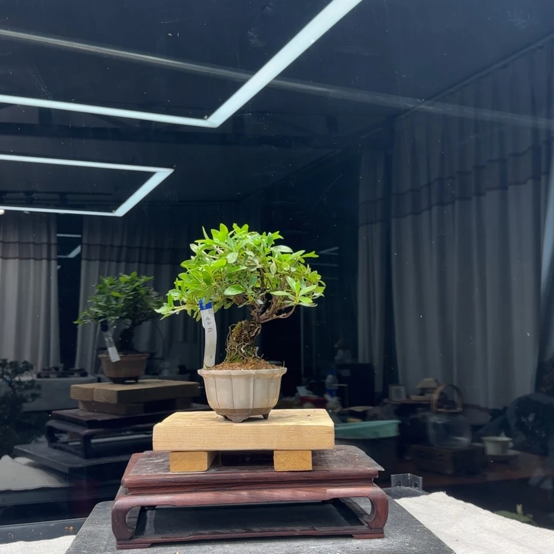 无*花卉苗木花卉苗木