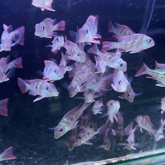 T***s慈鲷4-5血衣关刀精选3只