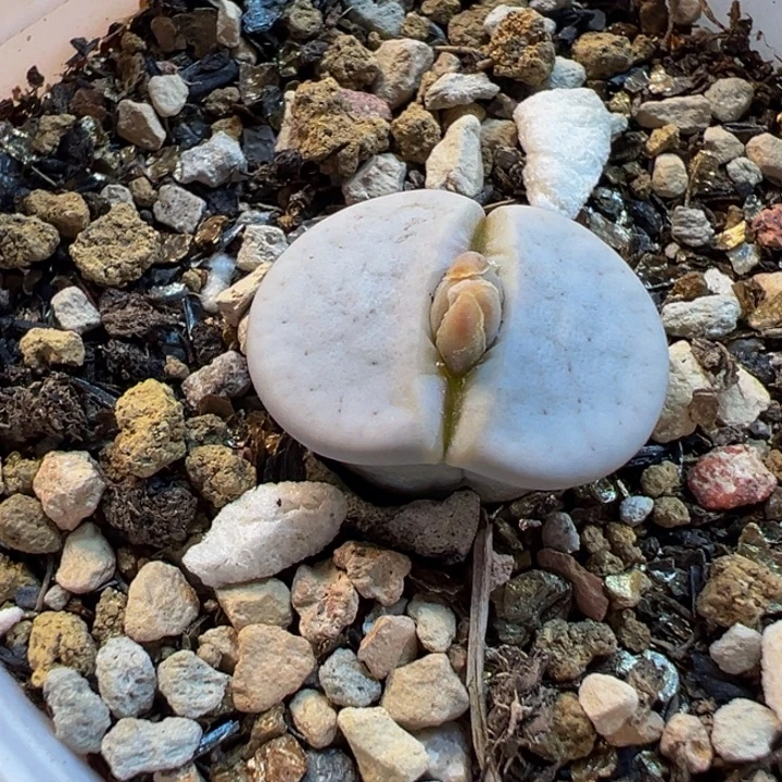 563多肉植物种类多样