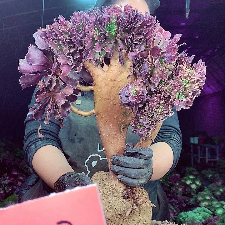 柒柒精品多肉脱土发货不包断侧枝122