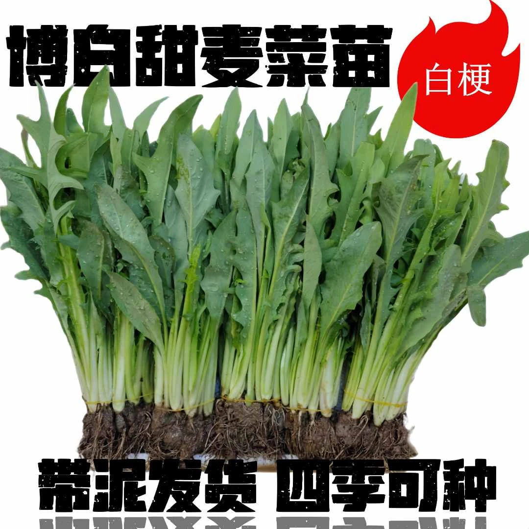 正宗广西博白甜麦菜秧苗新鲜现拔现发带泥发货软口脆甜四季种盆栽
