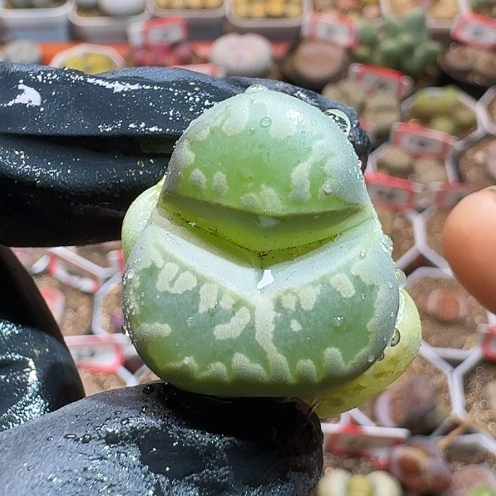 爱****蚁生石花11111111。   198