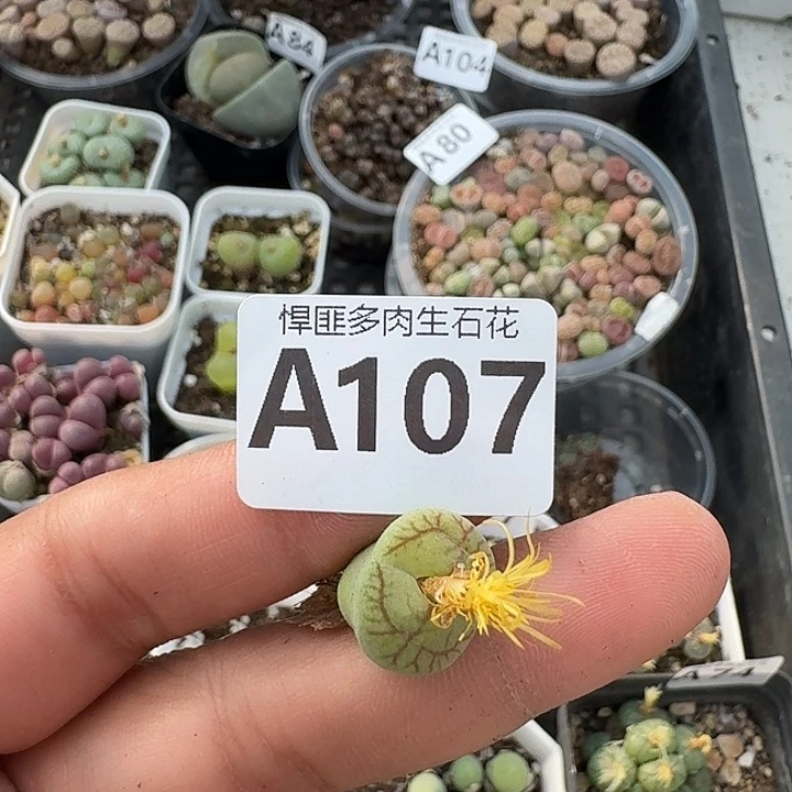 108多肉植物多肉植物