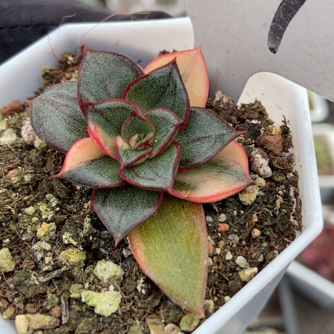 1187麒麟座锦多肉植物