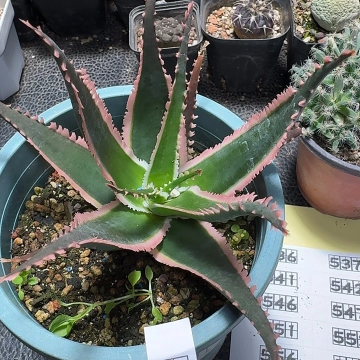532狼牙芦荟脱土发货一个随机