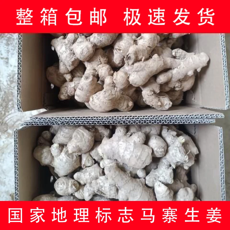 正宗马寨生姜老姜母国家地理标志特产自种纯天然无农残整箱批发